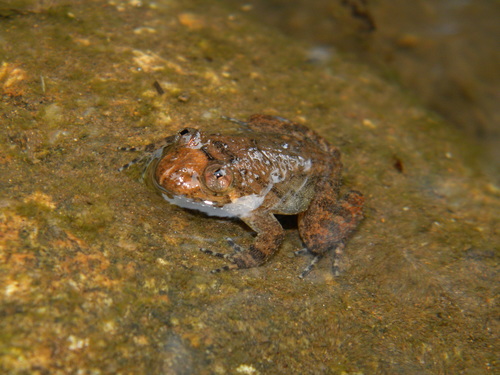 Alicia's Night Frog, Nyctibatrachus aliciae