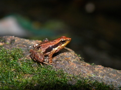 Ponmudi Torrent Frog photo 1