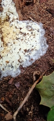 Trechisporales