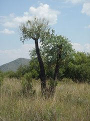 Cussonia paniculata sinuata