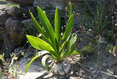 Drimia numidica
