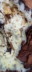 Trechisporales