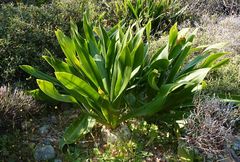 Drimia numidica