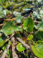 Ornduffia reniformis