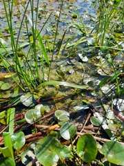 Ornduffia reniformis