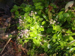 Crassula pellucida pellucida