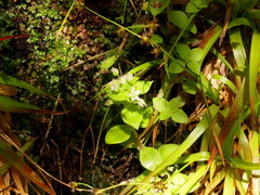 Crassula pellucida pellucida