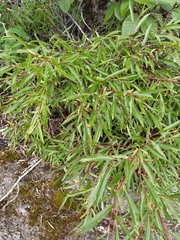Salix boganidensis