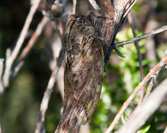 Platypleura capensis