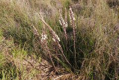 Drimia maritima
