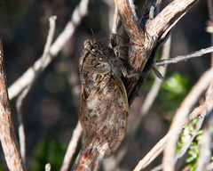 Platypleura capensis