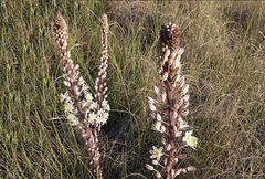 Drimia maritima