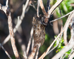 Platypleura capensis