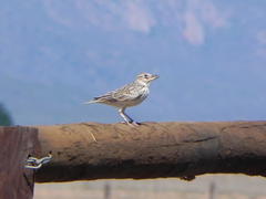 Galerida magnirostris magnirostris