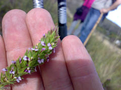 Mirperus jaculus