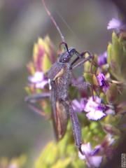 Mirperus jaculus