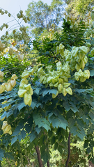 Koelreuteria paniculata