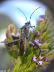 Mirperus jaculus