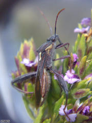 Mirperus jaculus