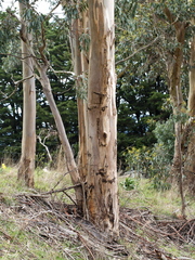 Eucalyptus globulus bicostata