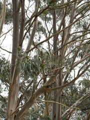 Eucalyptus globulus bicostata