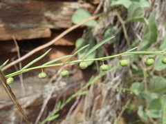 Phyllanthus pentandrus