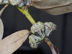 Eucalyptus globulus bicostata
