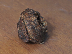 Eucalyptus globulus bicostata