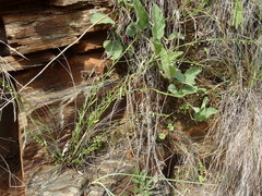 Phyllanthus pentandrus