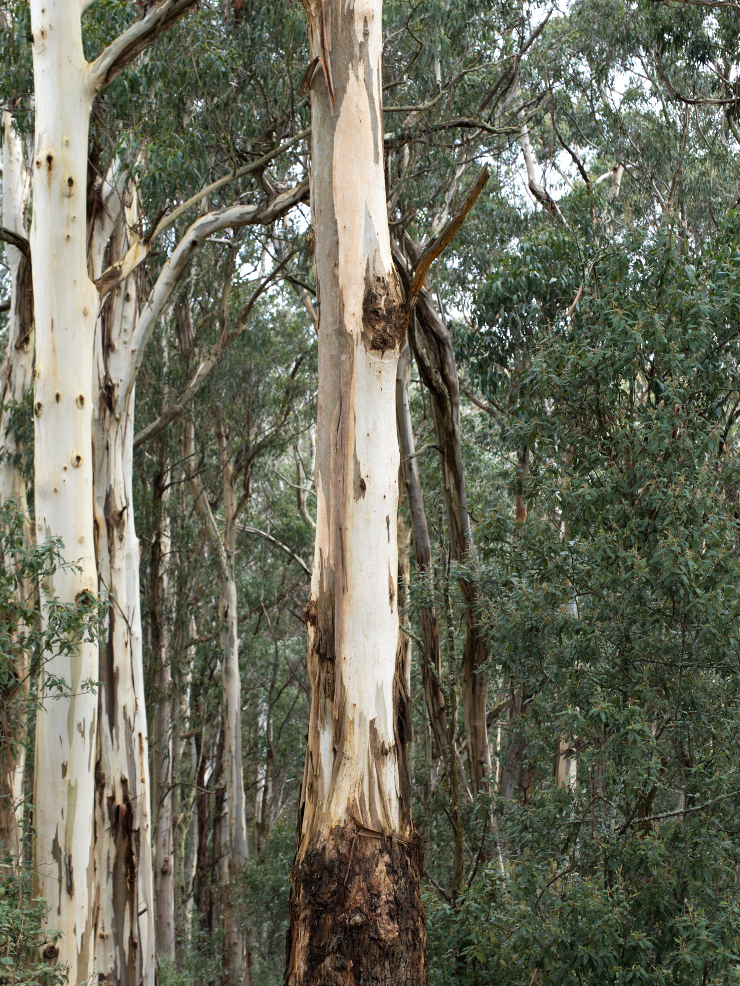 Eucalyptus cypellocarpa