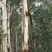 Eucalyptus cypellocarpa - Photo (c) Lorraine Phelan,  זכויות יוצרים חלקיות (CC BY-NC), הועלה על ידי Lorraine Phelan