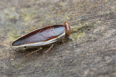 Pseudophyllodromia laticeps