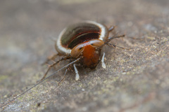 Pseudophyllodromia laticeps