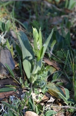 Ophrys scolopax