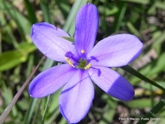 Aristea abyssinica