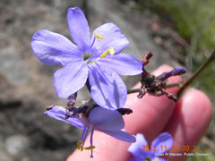 Aristea abyssinica