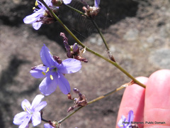 Aristea abyssinica