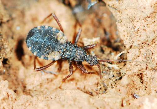 Genus Edoclella · iNaturalist