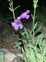 Penstemon pseudoputus