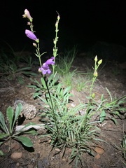 Penstemon pseudoputus