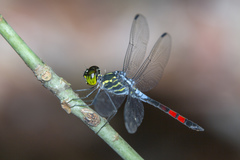 Agrionoptera sexlineata