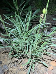 Penstemon pseudoputus