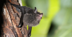 Emballonuridae