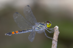 Agrionoptera sexlineata