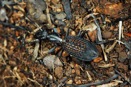Cypholoba amatonga · iNaturalist