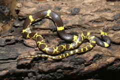 Lycodon laoensis