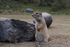 Urocitellus undulatus