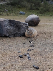 Urocitellus undulatus