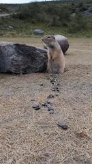 Urocitellus undulatus