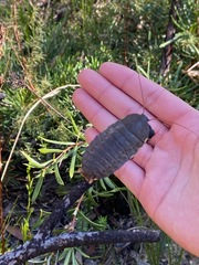 Polyzosteria limbata